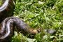 foto de sucuri do arquivo do parque zoológico. Essa cobra foi encontrada em Uruguaina.<!-- NICAID(2882850) -->