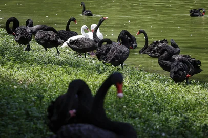 Sapucaia do Sul, RS, Brasil, 03-01-2025: Cisnes-negros em lago no Zoológico de Sapucaia do Sul. Aves estão entre os 179 animais que irão a leilão para evitar superpopulação no local. Foto: Mateus Bruxel / Agência RBSIndexador: MATEUS BRUXEL<!-- NICAID(15948072) -->