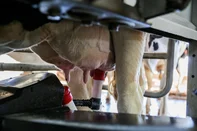 CARLOS BARBOSA, RS, BRASIL, 09/07/2025. Saiba como funciona o robô que ordenha vacas e é utilizado na serra. (Neimar De Cesero/Agência RBS)Indexador: Neimar De Cesero<!-- NICAID(16076562) -->