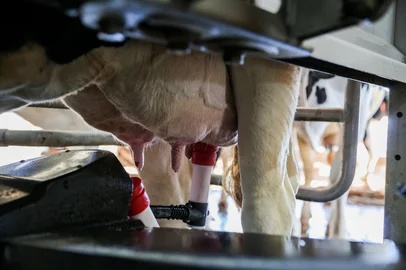 CARLOS BARBOSA, RS, BRASIL, 09/07/2025. Saiba como funciona o robô que ordenha vacas e é utilizado na serra. (Neimar De Cesero/Agência RBS)Indexador: Neimar De Cesero<!-- NICAID(16076562) -->
