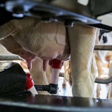 CARLOS BARBOSA, RS, BRASIL, 09/07/2025. Saiba como funciona o robô que ordenha vacas e é utilizado na serra. (Neimar De Cesero/Agência RBS)Indexador: Neimar De Cesero<!-- NICAID(16076562) -->