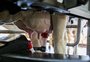 Leite com mais qualidade e foco no bem-estar animal: robô utilizado na Serra ordenha vacas de forma autônoma 
