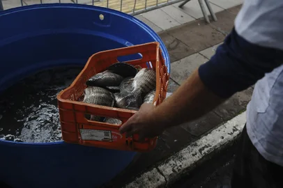 CAXIAS DO SUL, RS, BRASIL, 12/04/2022. Primeiro dia da Feira do Peixe Vivo, na Praça Dante Alighieri, no centro de Caxias do Sul. Com a oferta de tilápia, bagre e diferentes tipos de carpas, as variedades do pescado são comercializadas com preços tabelados, dependendo do peixe escolhido. (Bruno Todeschini/Agência RBS)<!-- NICAID(15066475) -->