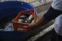CAXIAS DO SUL, RS, BRASIL, 12/04/2022. Primeiro dia da Feira do Peixe Vivo, na Praça Dante Alighieri, no centro de Caxias do Sul. Com a oferta de tilápia, bagre e diferentes tipos de carpas, as variedades do pescado são comercializadas com preços tabelados, dependendo do peixe escolhido. (Bruno Todeschini/Agência RBS)<!-- NICAID(15066475) -->