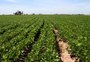 Com El Niño escalado, Embrapa orienta como produtores podem tentar neutralizar o adversário 