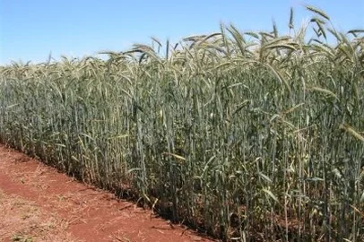 triticale