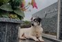 VÍDEO: conheça Branquinho, o cão que visita o túmulo do tutor todos os dias em Santa Clara do Sul
