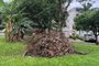 Moradores reclamam da falta de poda de vegetação entre os bairros Bom Jesus e Jardim do Salso em Porto Alegre. Fotos na Rua São Lucas e arredores. Foto: Kathlyn Moreira / Agencia RBS<!-- NICAID(15735941) -->