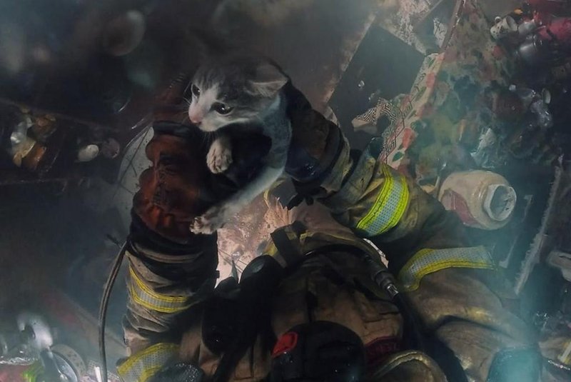 VÍDEO: bombeiro gaúcho registra resgate de animais em situações extremas<!-- NICAID(15706676) -->