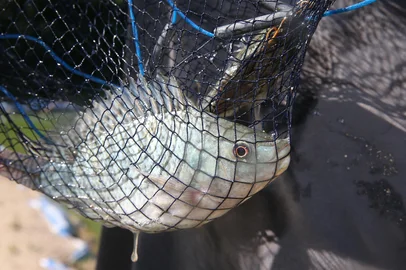 PORTO ALEGRE, RS, BRSIL,21-10-2014. Piscicultura no Rio Grande do Sul, um dos Estados que mais produz pescado no Brasil, bairro Vila Nova. Produtor Roberto Superti<!-- NICAID(10937741) -->