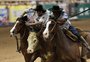 O que fez a raça de cavalo crioulo movimentar R$ 400 milhões neste ano no país