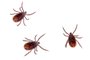 The brown dog tick, Rhipicephalus sanguineus isolated on white background. Dog risk for many conditions including babesiosis, ehrlichiosis, rickettsiosis, and hepatozoonosis.Carrapato. Foto: Mushy / stock.adobe.comIndexador: Judith FlackeFonte: 217116316<!-- NICAID(15456040) -->