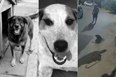 A morte do cão comunitário Orelha, em Florianópolis, e os episódios recentes envolvendo Abacate, em Toledo (PR), e Negão, em Campo Bom, no Vale do Sinos, chamaram atenção para a violência contra animais que não têm um tutor formal, mas são cuidados coletivamente por moradores de uma região. <!-- NICAID(16213180) -->