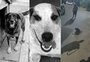 Orelha, Abacate e Negão: como a legislação trata a violência contra cães comunitários