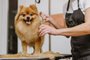 grooming dogs Spitz Pomeranian in the cabingrooming dogs Spitz Pomeranian in the cabin. Professional care for the dog.Fonte: 187718984<!-- NICAID(14992457) -->