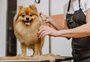Animal peludo precisa ser tosado no verão? Veja prós e contras