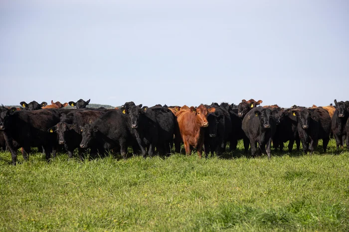 Arthur Matos / Divulgação