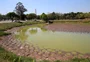 Parque do Ibirapuera, em São Paulo, tem lago seco, verde e com peixes mortos; entenda o problema