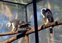 Como (e por que) o Primaves trabalha para se tornar um zoológico