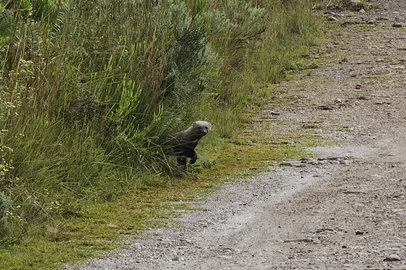 Uma Irara foi avistada nesta terça-feira,dia 8 de abril, no Cânion Itaimbezinho, localizado no Parque Nacional Aparados da Serra, no limite entre Cambará do Sul (RS) e Praia Grande (SC). O animal pertence à família Mustelidae (mustelídeo), de mamíferos carnívoros como ariranhas e lontras<!-- NICAID(16012935) -->