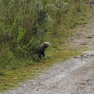 Uma Irara foi avistada nesta terça-feira,dia 8 de abril, no Cânion Itaimbezinho, localizado no Parque Nacional Aparados da Serra, no limite entre Cambará do Sul (RS) e Praia Grande (SC). O animal pertence à família Mustelidae (mustelídeo), de mamíferos carnívoros como ariranhas e lontras<!-- NICAID(16012935) -->