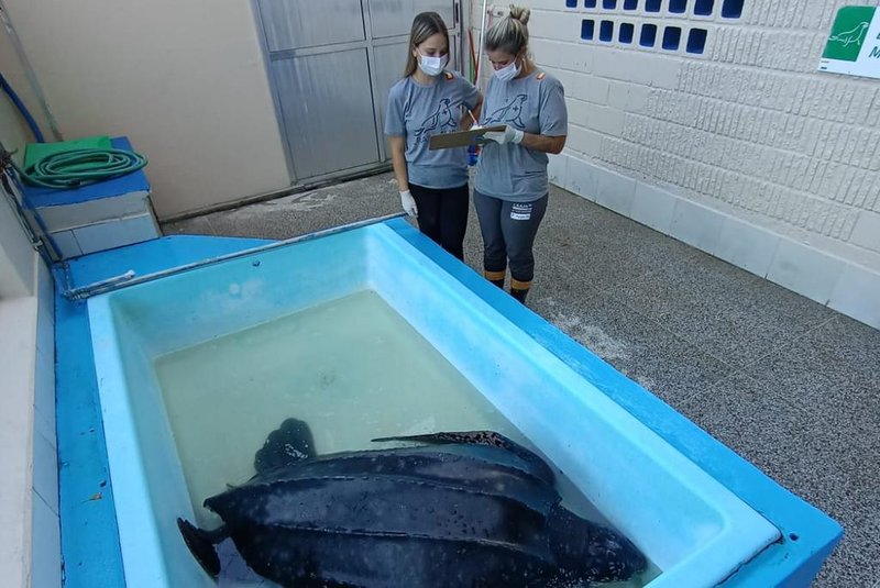 *A pedido de Rochane Carvalho*: Tartaruga-de-couro é resgatada em Mostardas e encaminhada para centro de recuperação / Foto: Centro de Recuperação de Animais Marinhos da Furg/Divulgação<!-- NICAID(15068171) -->