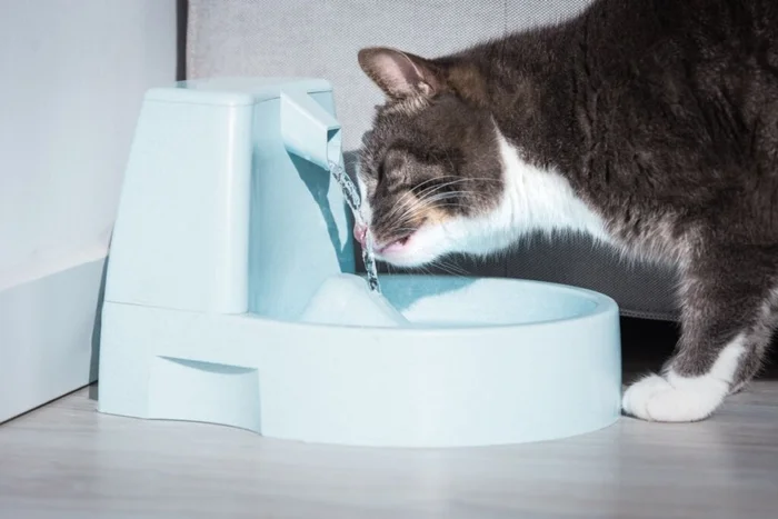 Creative Cat Studio / Shutterstock | Portal EdiCase Creative Cat Studio / Shutterstock | Portal EdiCase