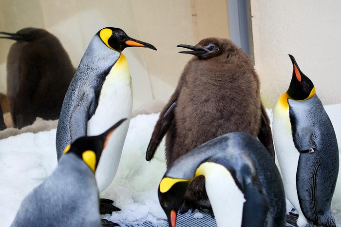 Sea Life Melbourne / AFP Sea Life Melbourne / AFP