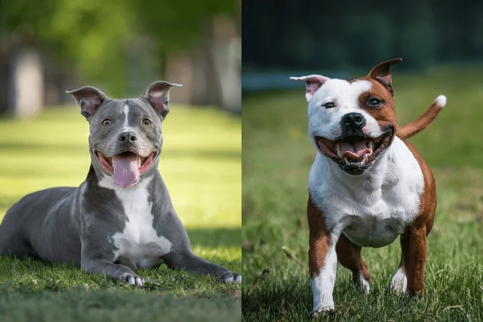 GoDog Photo e Eve Photography / Shutterstock | Portal EdiCase GoDog Photo e Eve Photography / Shutterstock | Portal EdiCase
