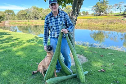 Agricultor colhe buchas vegetais três vezes maiores que o tamanho normal em Ijuí: "Semente abençoada"<!-- NICAID(16044717) -->