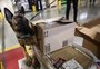 Área restrita: bastidores mostram atuação de cães farejadores em fiscalizações no Aeroporto de Porto Alegre