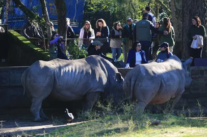 SAPUCAIA DO SUL, RS, BRASIL, 31-07-2025: Reabertura do Zoo. Zoológico de Sapucaia reabre depois de atingido pela gripe aviaria. Foto: Ronaldo Bernardi/Agência RBS<!-- NICAID(16091698) -->