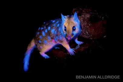 Marsupial brilhante<!-- NICAID(16096295) -->