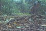 VÍDEO: felino ameaçado de extinção é encontrado durante pesquisa na Base Aérea de Canoas