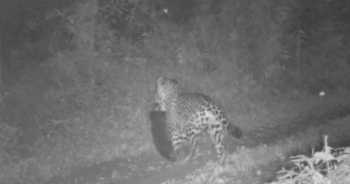 Onça-pintada ataca cachorro no Parque Estadual do Turvo - GZH