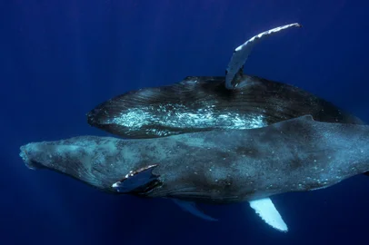 Pesquisadores fotografam primeiros registros de sexo entre baleias-jubarte machos. Foto: Marine Mammal Science / Divulgação<!-- NICAID(15699172) -->
