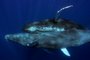 Pesquisadores fotografam primeiros registros de sexo entre baleias-jubarte machos. Foto: Marine Mammal Science / Divulgação<!-- NICAID(15699172) -->