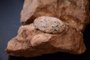 Ovos de 80 milhões de anos são encontrados durante obra em rodovia em MG. Foto: GeoPac Consultoria Ambiental / Divulgação<!-- NICAID(15435613) -->