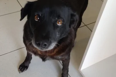 Após sumiço de cão comunitário, secretário e dois CC's são exonerados da prefeitura de VacariaCão Negão sumiu na quinta-feira, 24 de abril de 2025, após ser capturado por dois cargos de confiança da prefeitura de Vacaria. Caso é investigado pela Polícia Civil<!-- NICAID(16025633) -->