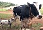 Leitão adota vaca como "mãe" no interior de Coxilha, no norte do RS