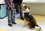 Como os animais de estimação estimulam o cérebro