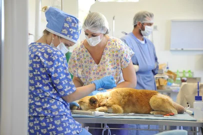 Curso de Medicina Veterinária da UCS oferece assistência a animais em vulnerabilidade durante ação neste domingo<!-- NICAID(14933500) -->