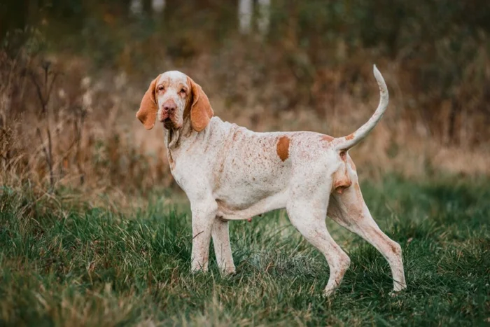  olgagorovenko / Shutterstock | Portal EdiCase