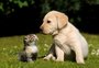 Seu pet está solitário? Saiba como identificar se é hora de adotar um segundo mascote