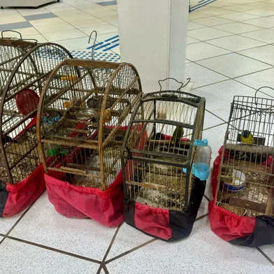 Brigada Militar resgata pássaros silvestres que estavam em cativeiro no norte do RS<!-- NICAID(15878261) -->