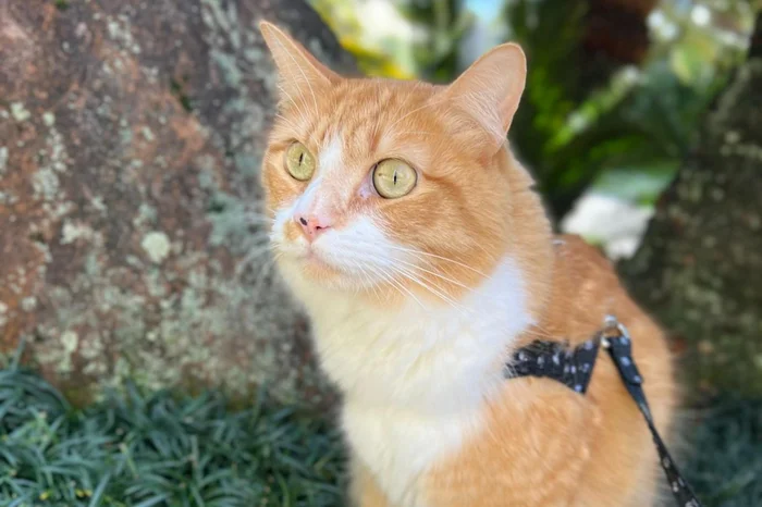 Victoria Grunewald / Arquivo pessoal