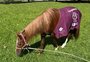 Como está o cavalo Caramelo um ano após ser resgatado de telhado durante enchente em Canoas