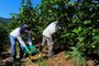 NOVA PETRÓPOLIS, RS, BRASIL, 25/01/2023. A reportagem visitou famílias que cultivam figo em Nova Petrópolis. Na foto, colheita de figo na Linha Temerária. (Bruno Todeschini/Agência RBS)Indexador: BTK<!-- NICAID(15331021) -->