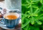 Chá de quebra-pedra é bom para quê? Veja benefícios e como fazer