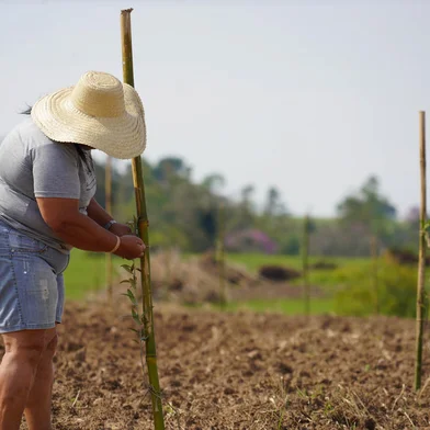 Comunidade Quilombola Rincão dos Martinianos planta azeite de oliva para Azeite Recanto Maestro<!-- NICAID(14930787) -->